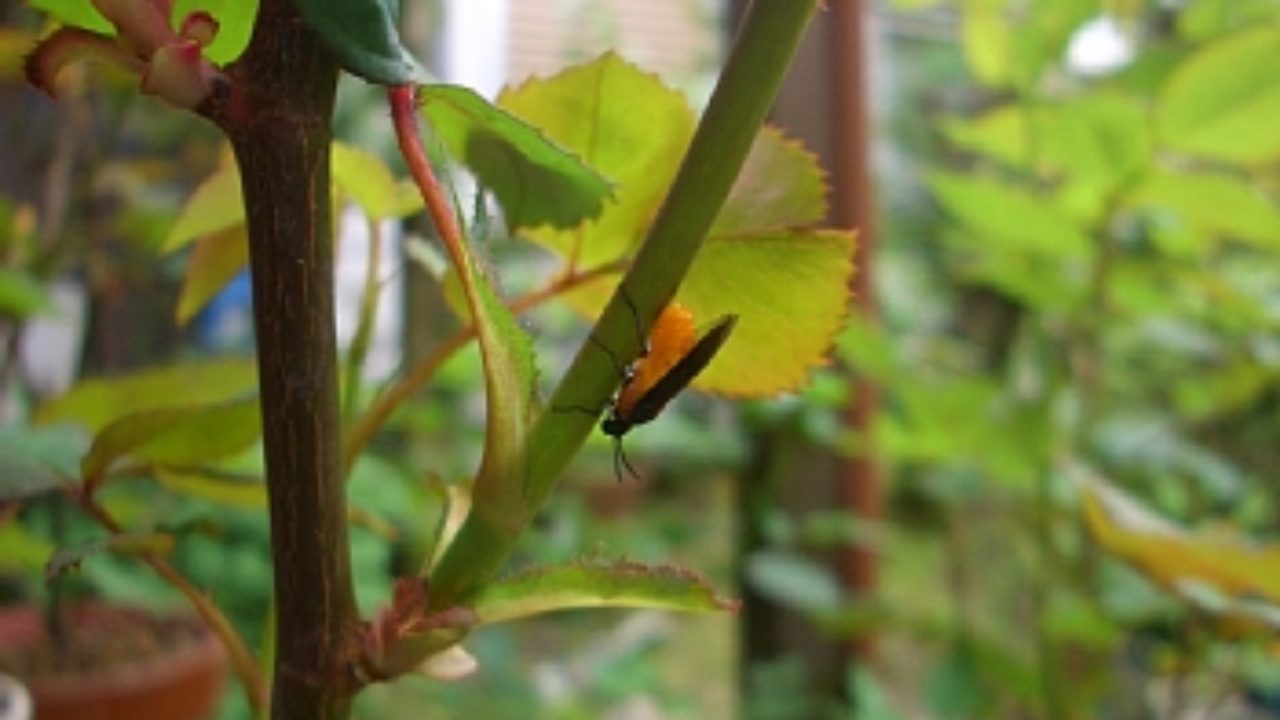 バラの大敵害虫 チュウレンジハバチ バラの成長記録