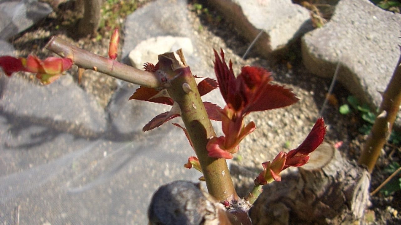 ３月のバラ 芽かきと整枝作業 バラの成長記録