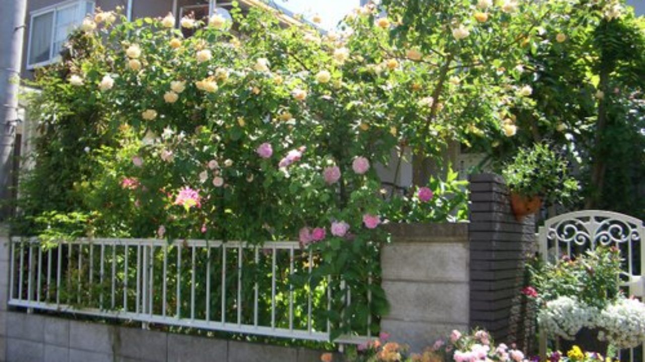 イングリッシュ オールドローズの庭が綺麗なバラ好きお宅訪問 バラの成長記録