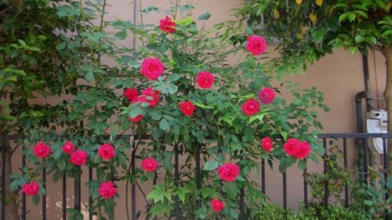 赤いバラのつるバラ ブレーズ 挿し木から5年の成長記録です バラの成長記録