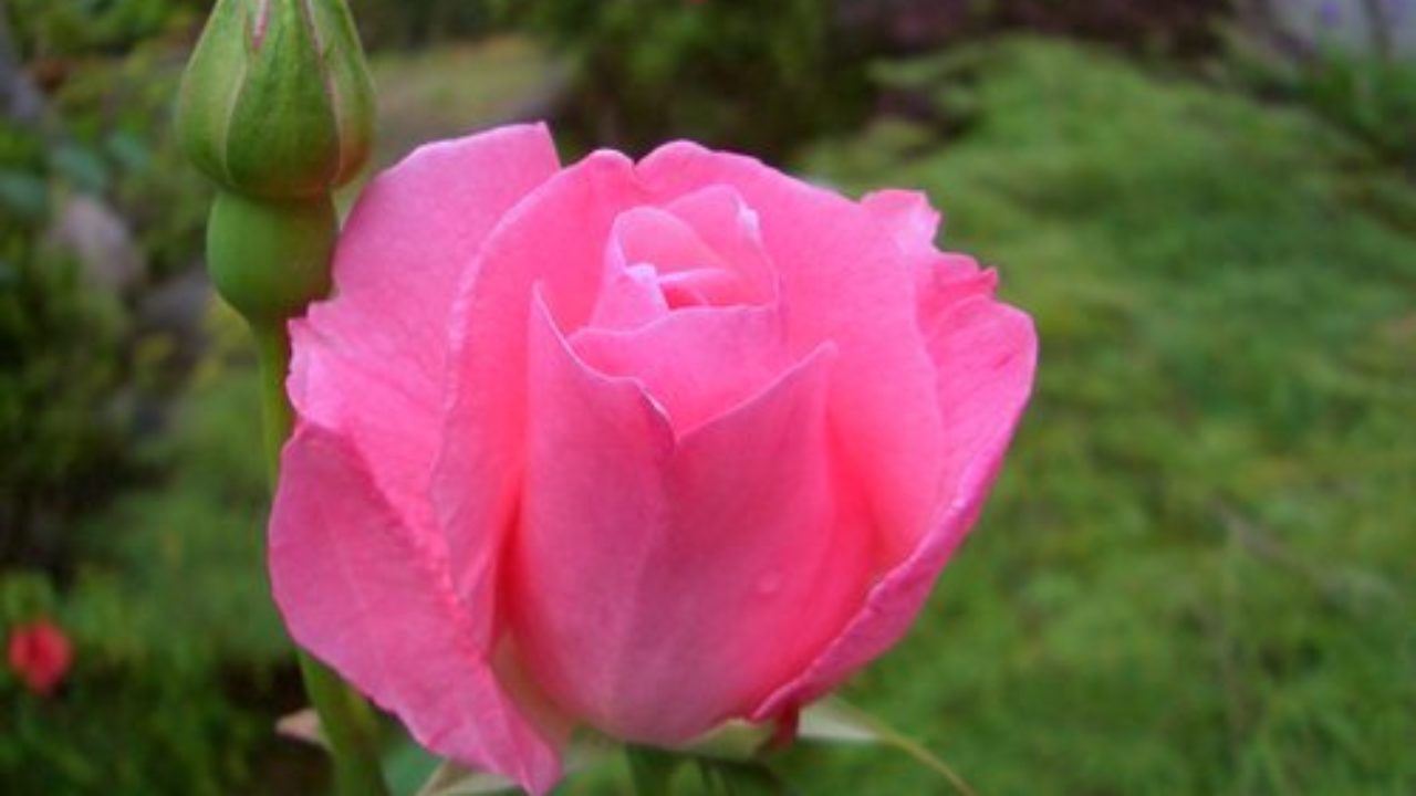 ピンクのバラ クイーン エリザベス 冬剪定から開花まで バラの成長記録