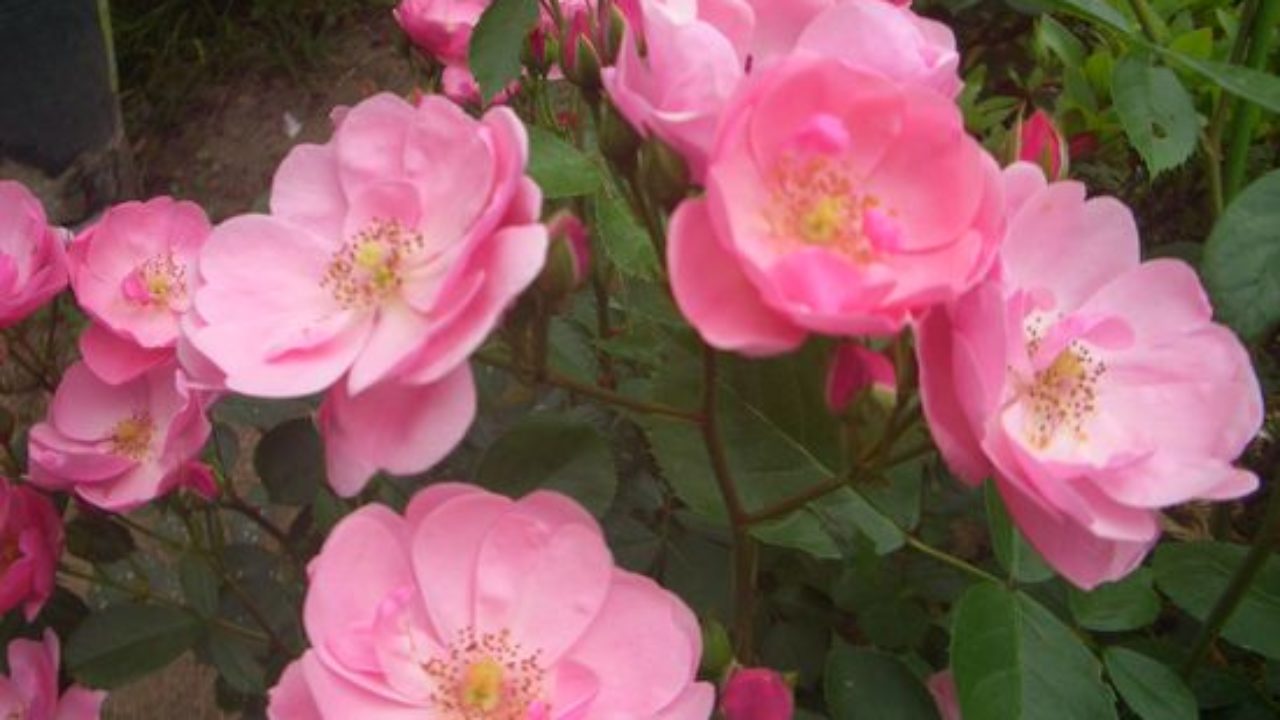 つるバラ アンジェラの植え付けから花後の剪定等1年目の成長記録 バラの成長記録