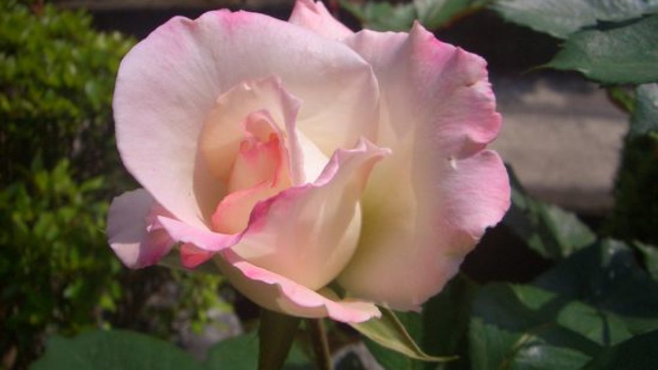 19年のバラ1番花は地植えから鉢植えに植え替えたht 夕霧でした バラの成長記録