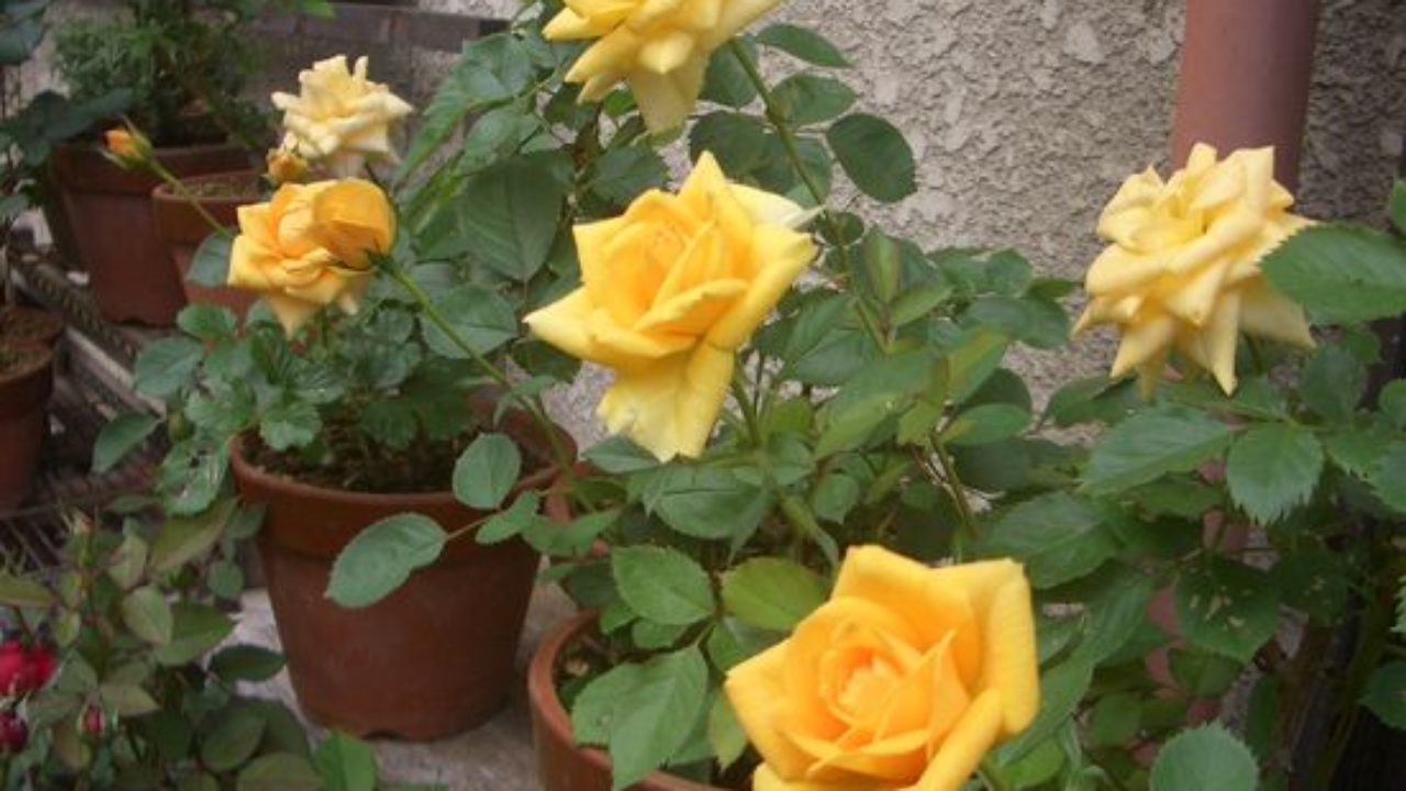バラを育てたい方にお勧め ミニバラを５倍楽しむ方法と育て方 バラの成長記録