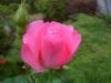 ピンクのバラ、クイーン・エリザベス